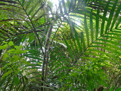 Pinanga coronata