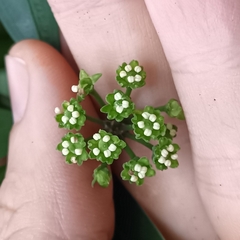 Dendropanax dentiger