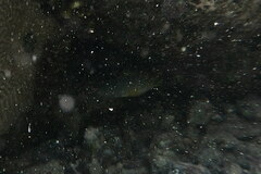 Chrysiptera unimaculata