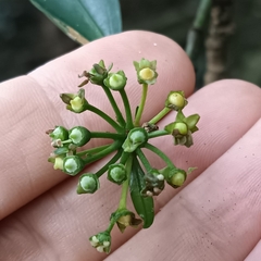 Dendropanax dentiger