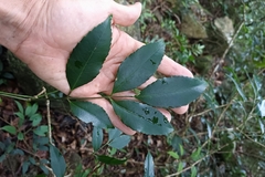 Turpinia montana