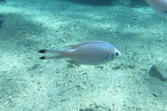 Chromis weberi