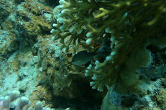 Chromis flavaxilla