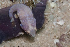 Apletodon pellegrini