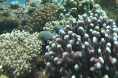 Dascyllus marginatus