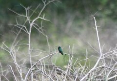 Chlorostilbon gibsoni