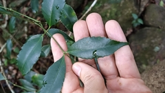 Turpinia montana