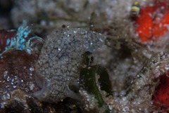 Pleurobranchaea tarda