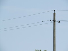 Emberiza citrinella