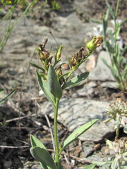 Linum mucronatum armenum