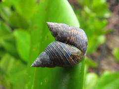 Littoraria