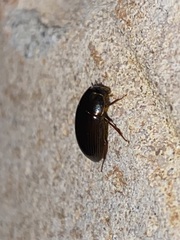 Cymbiodyta bifidus