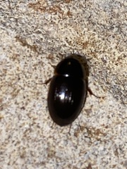 Cymbiodyta bifidus