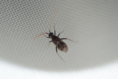 Acrorrhinium conspersus