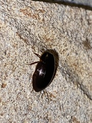 Cymbiodyta bifidus