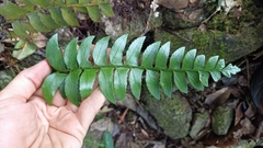 Polystichum balansae