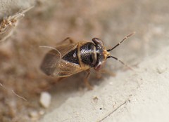 Geocoris megacephalus