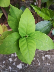 Pseuderanthemum maculatum