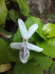 Pseuderanthemum maculatum