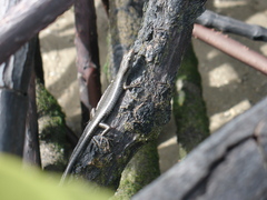 Emoia atrocostata