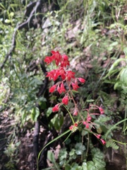 Heuchera sanguinea