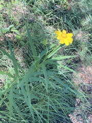 Verbesina longifolia