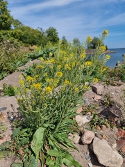 Erysimum virgatum