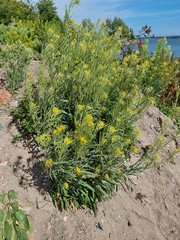 Erysimum virgatum