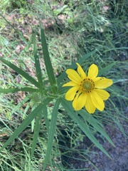 Verbesina longifolia