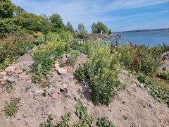 Erysimum virgatum