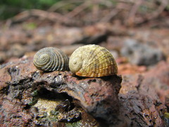 Nerita chamaeleon