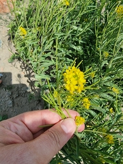 Erysimum virgatum