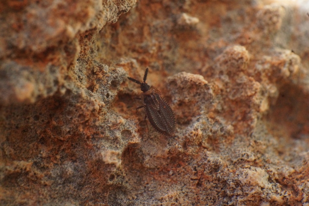 Kalama lugubris