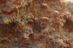 Kalama lugubris