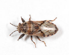 Phlegyas abbreviatus