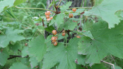 Ribes pallidiflorum