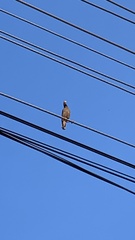 Acridotheres tristis