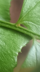 Polystichum balansae