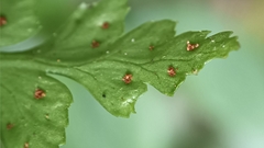 Polystichum balansae