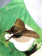 Papilio maackii