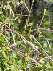 Mirabilis longiflora