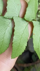 Polystichum balansae