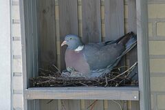 Columba palumbus