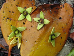 Rhizophora apiculata