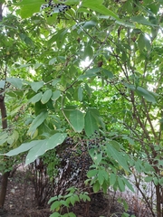 Sambucus nigra