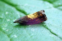 Dichrorampha bittana