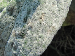 Golovinomyces cynoglossi