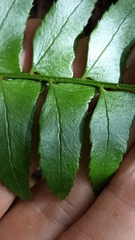 Polystichum balansae