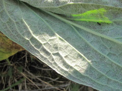 Golovinomyces cynoglossi