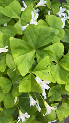 Oxalis triangularis